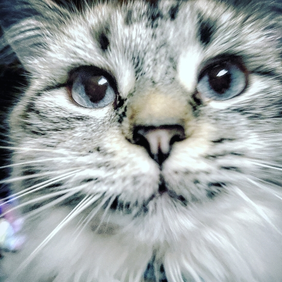 Meet your Posher, Stephanie Stina Stanard - Picture 7 of 8